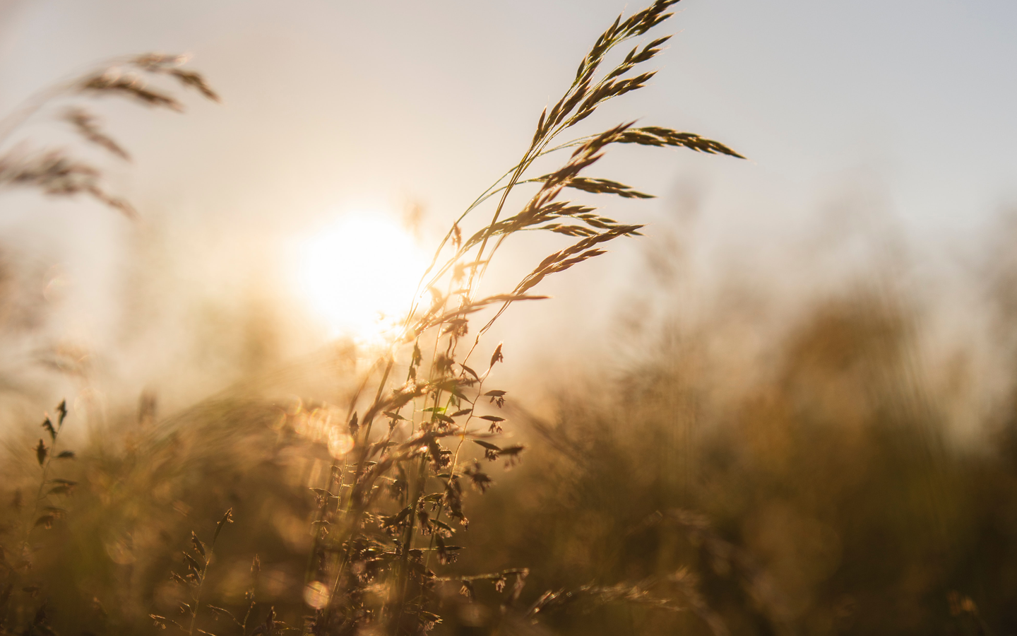 GH Neighbourhood Hero img